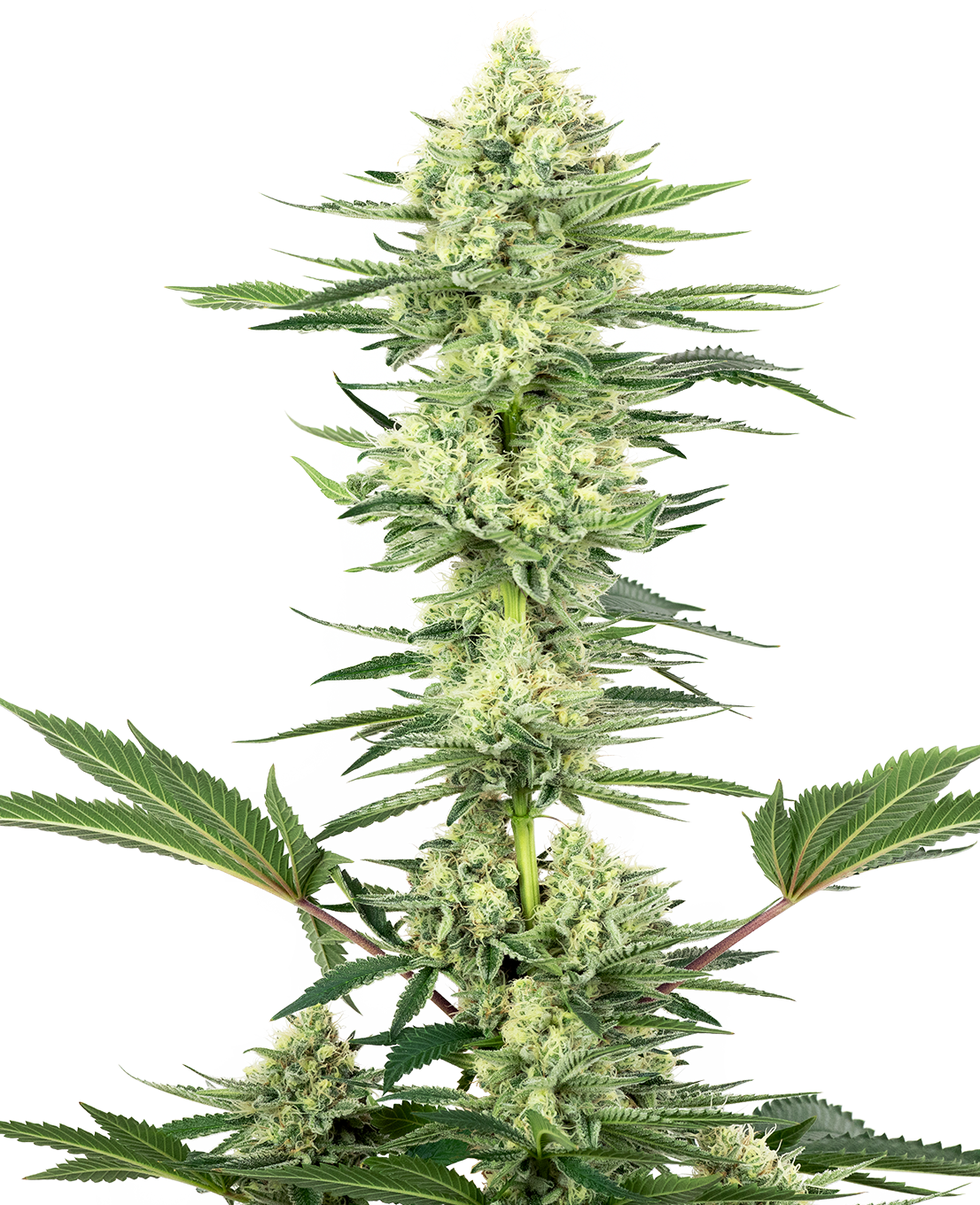 White Gorilla Haze Feminized